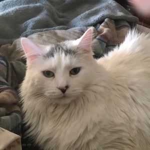 Meet your Posher, Alice